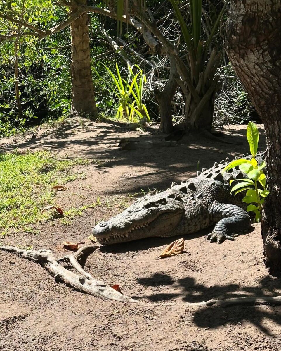 cocodrilo 