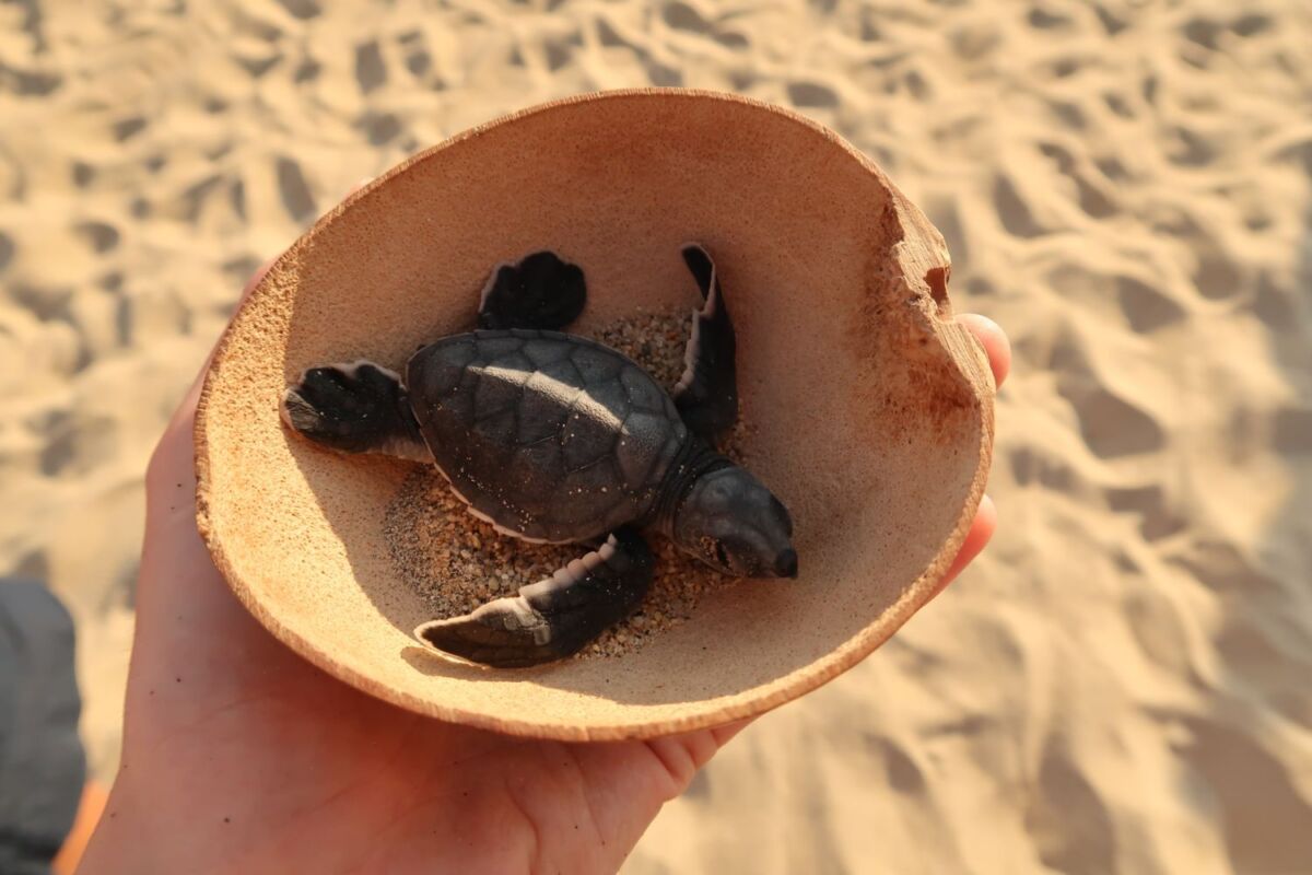 persona,liberando una tortuga 