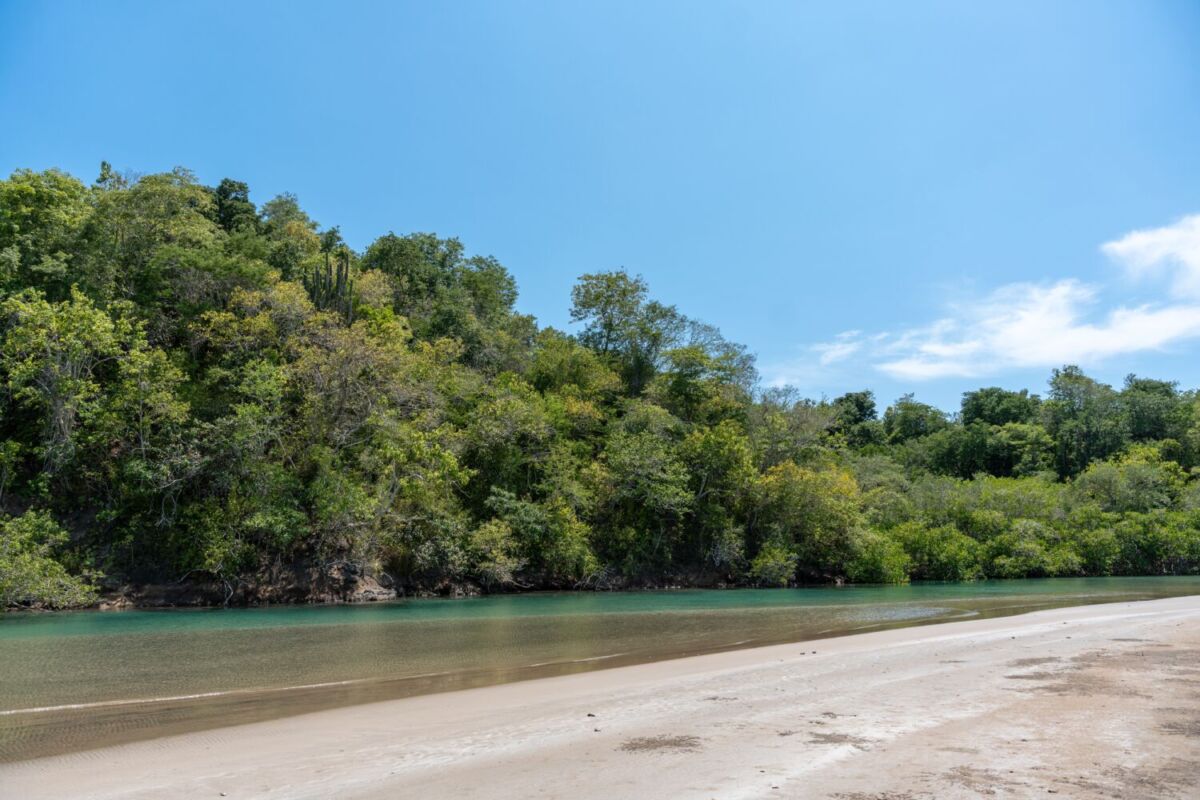 playa con oleaje tranquilo rodeado de manglares