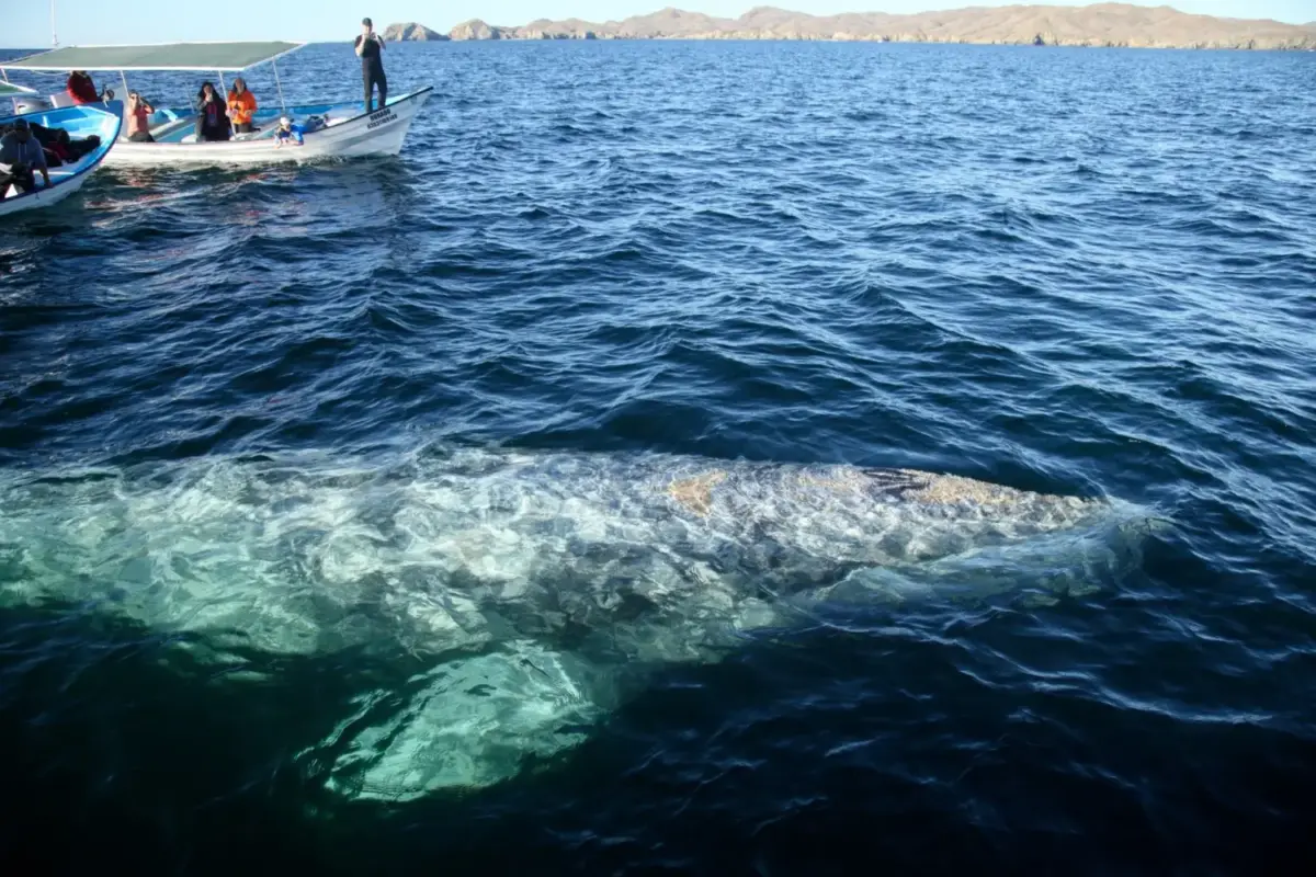 Ballena gris nadando junto a una lancha con turistas durante el avistamiento en Bahía Magdalena, BCS