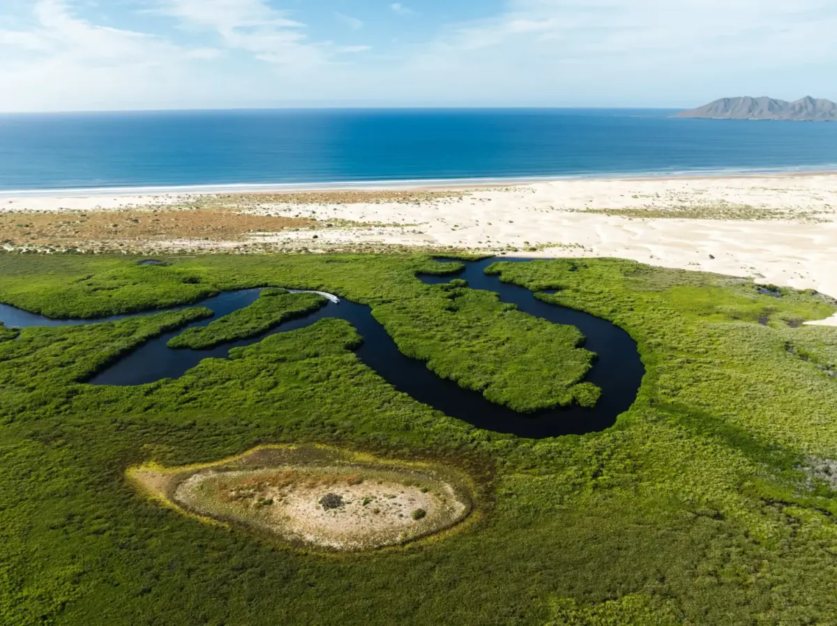 Vista aérea de manglares y canales de agua junto a las dunas de arena de Bahía Magdalena, Baja California Sur