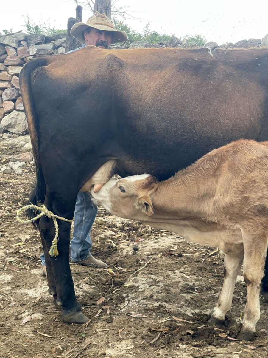 Una vaquita tomando leche de su mamá 