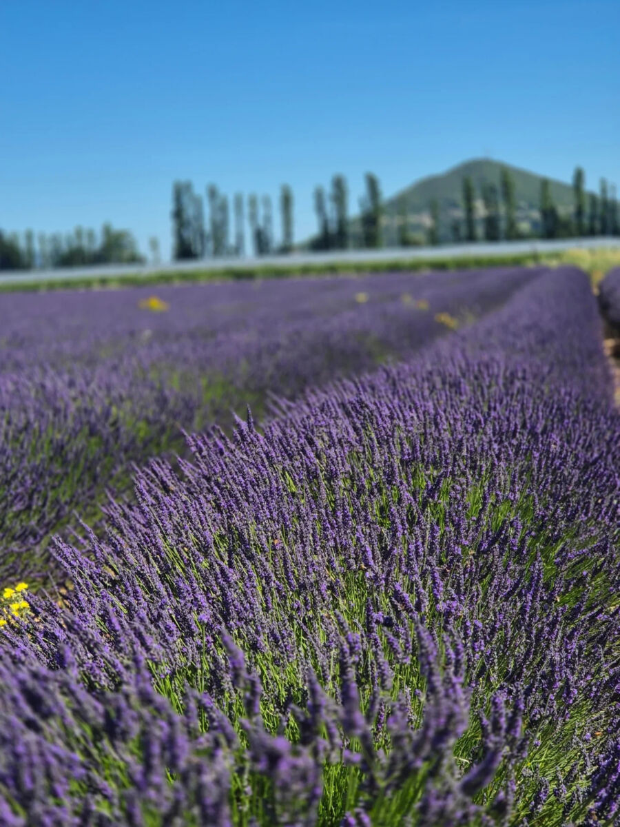 El pueblo de la lavanda está a una hora de la CDMX: hay campos, invernaderos y talleres 