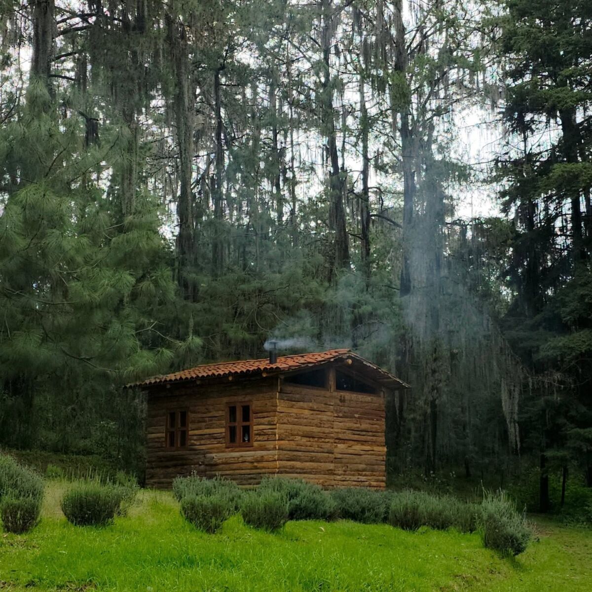 cabaña en medio del bosque 