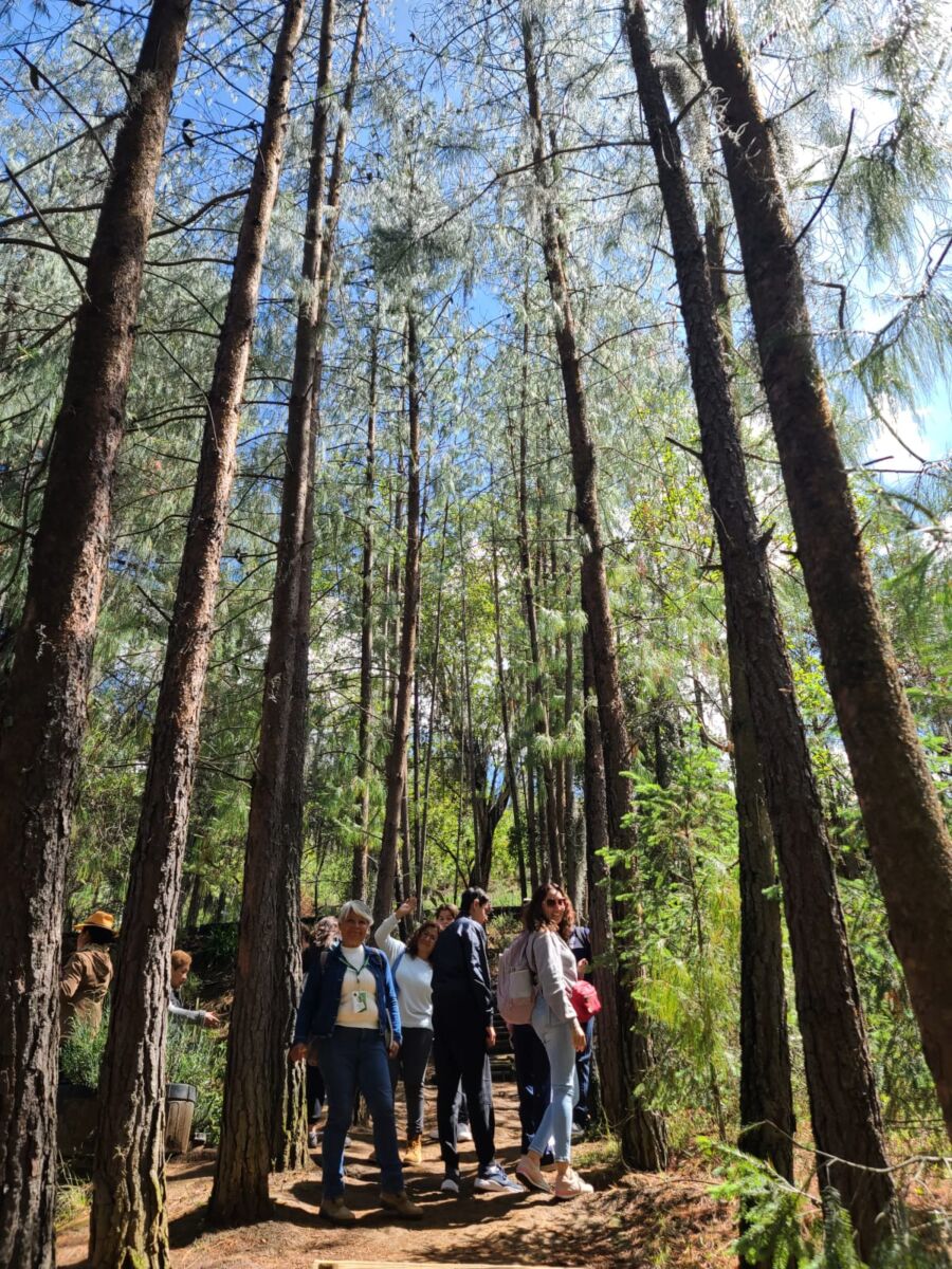 personas recorriendo un bosque de pinos 