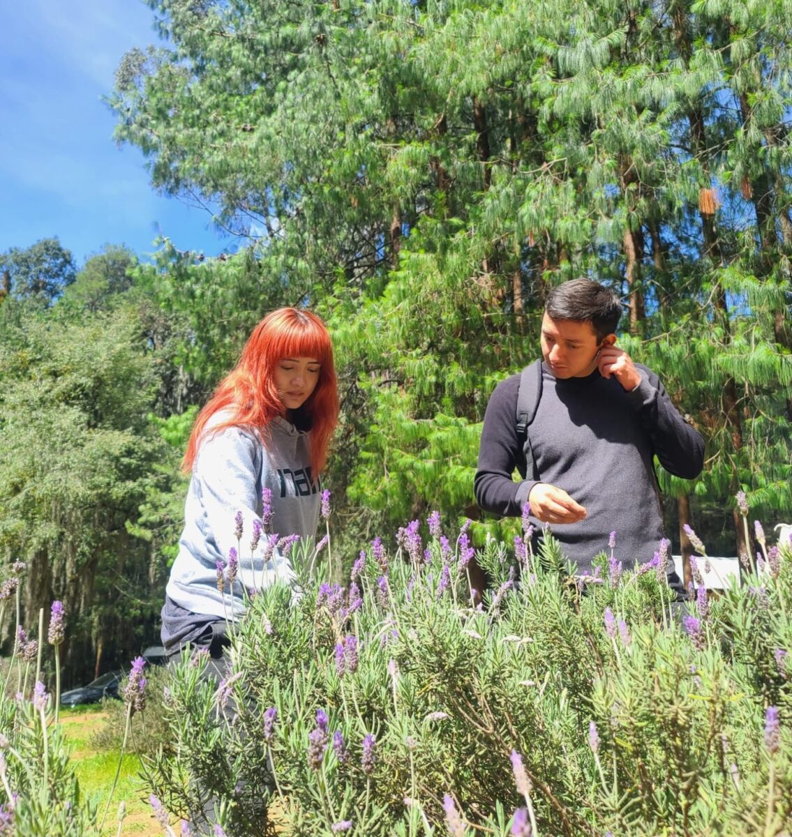 personas recolectando lavanda 