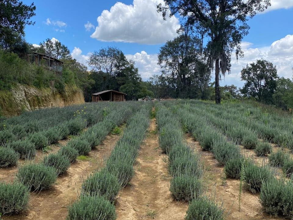 campo de lavanda 
