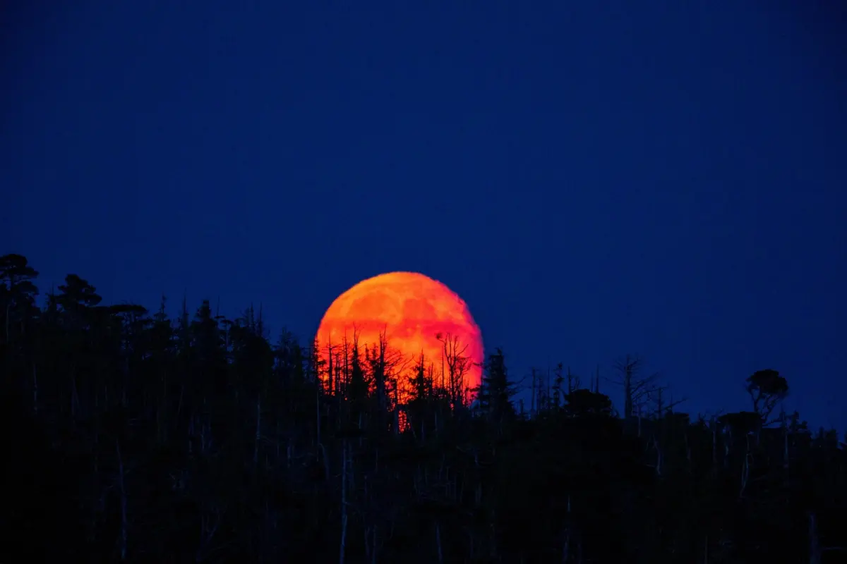 luna de sangre detrás de un bosque en chile