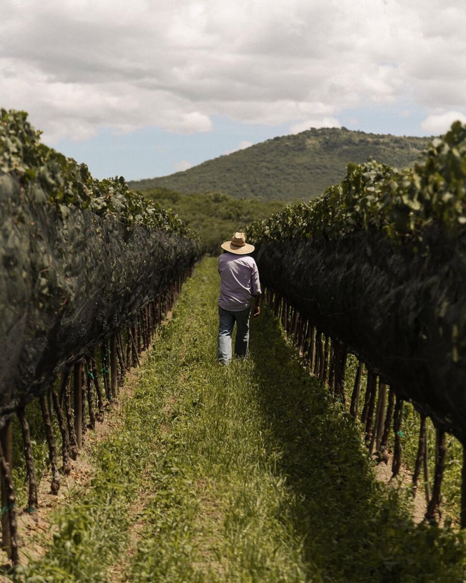 agricultor en un viñedo