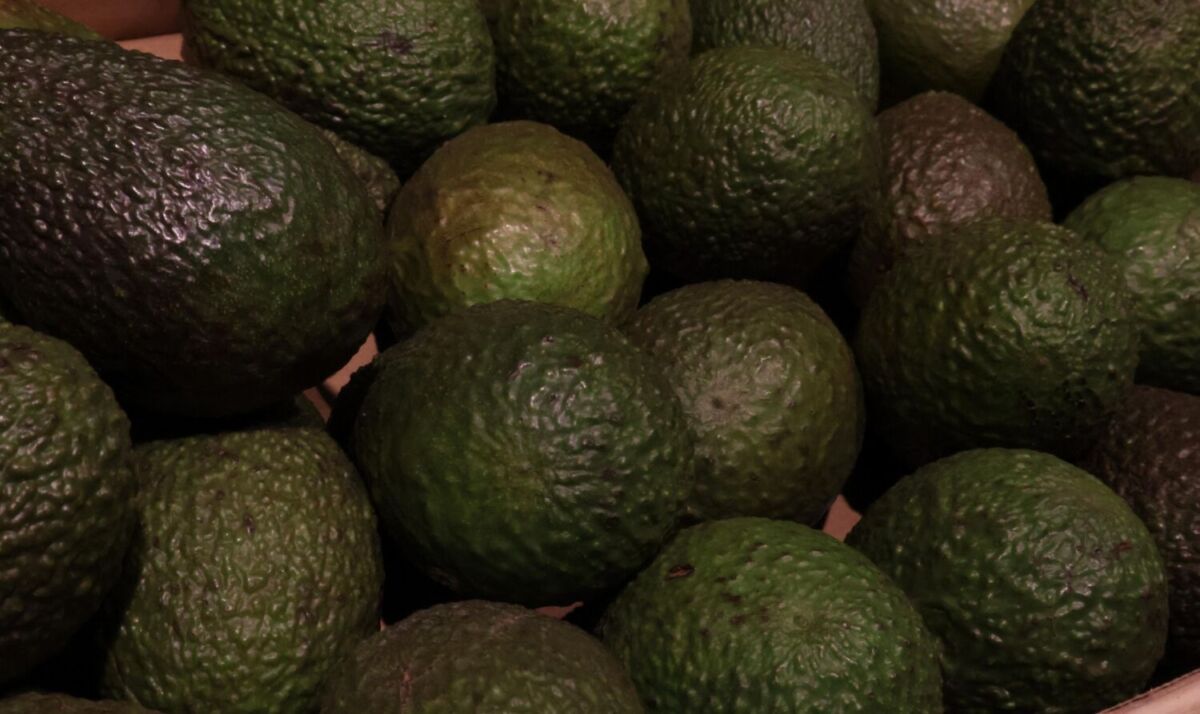 aguacate Hass