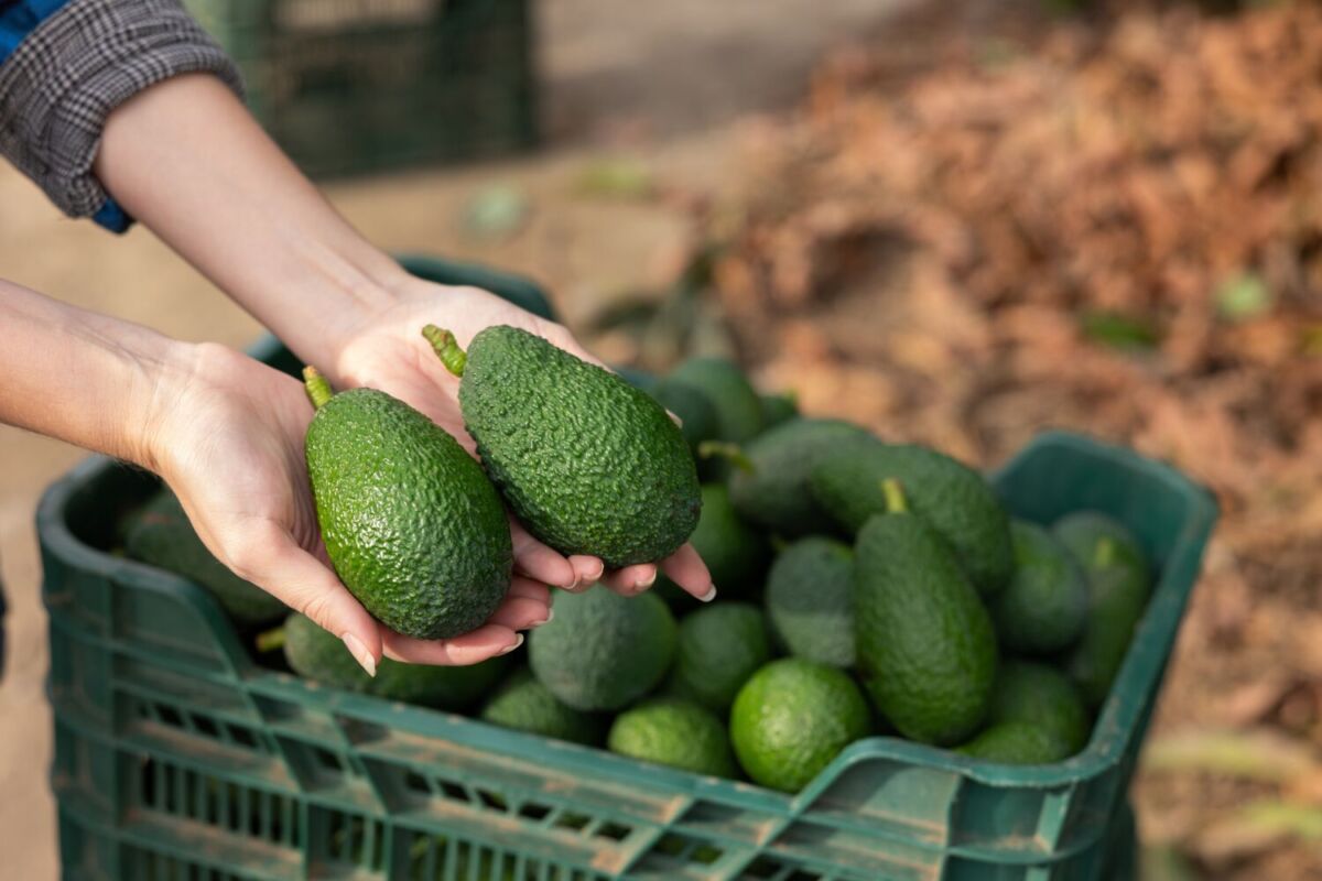 persona sosteniendo aguacate 