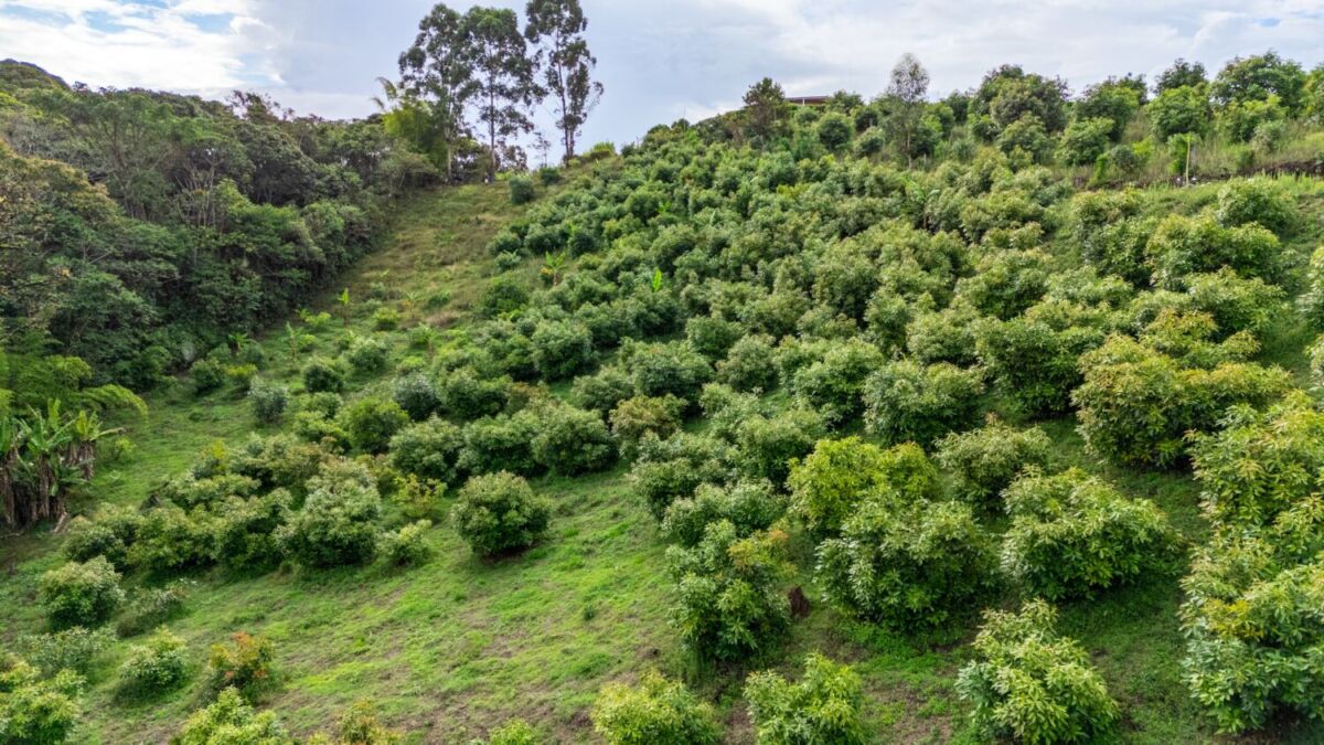 huerto de aguacates 