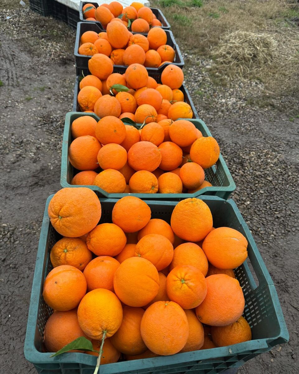 cajas de naranjas