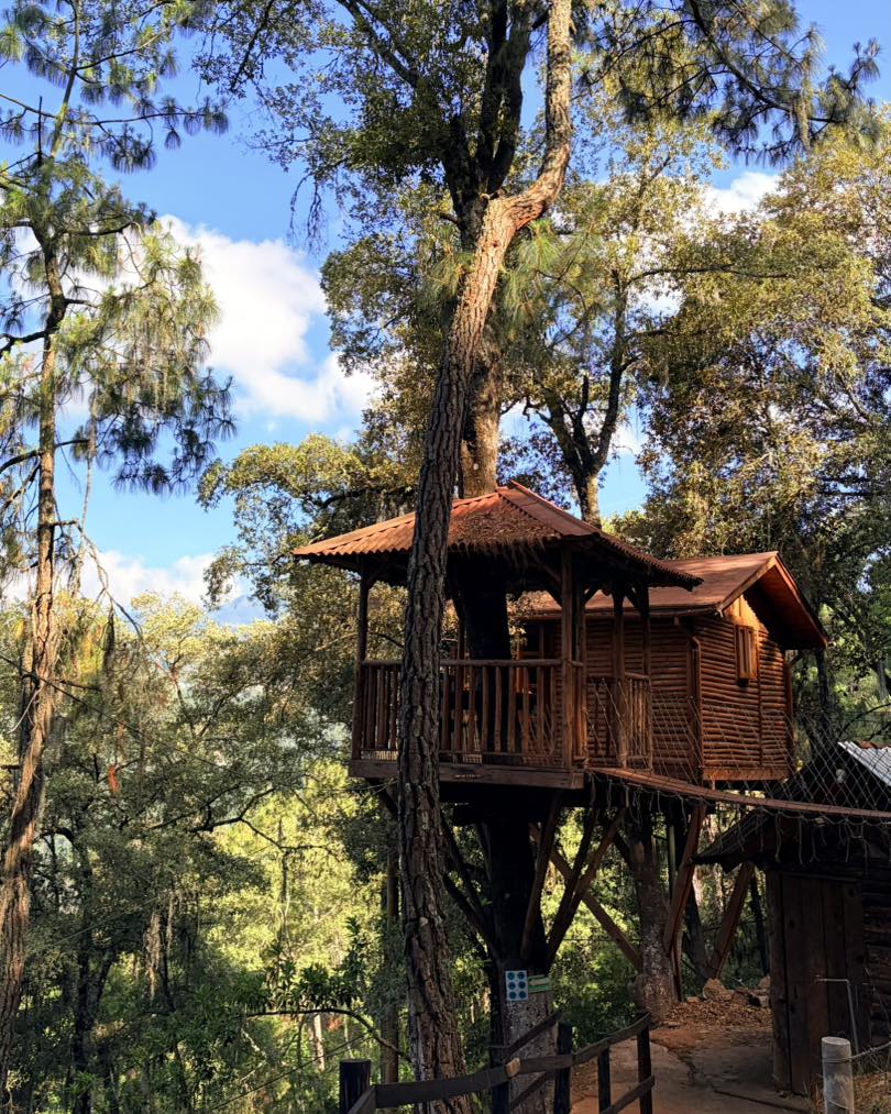 casa del árbol 