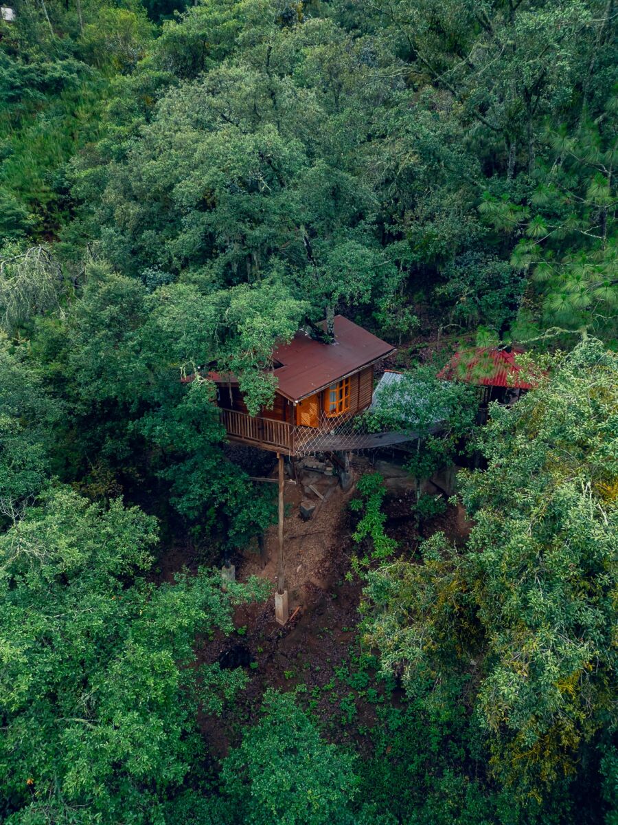cabaña en medio del bosque 