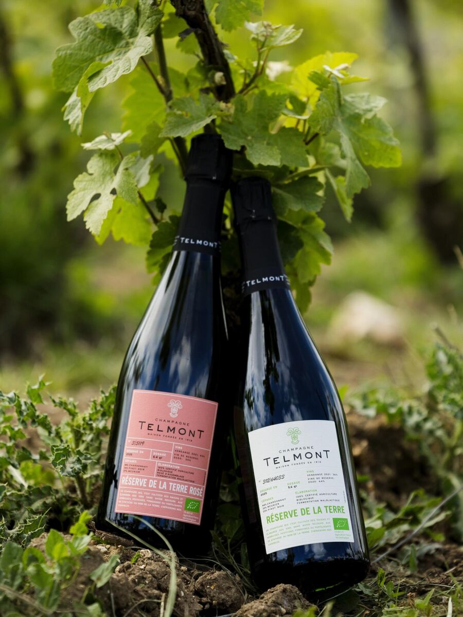 botellas de champagne telmont apoyadas contra una vid