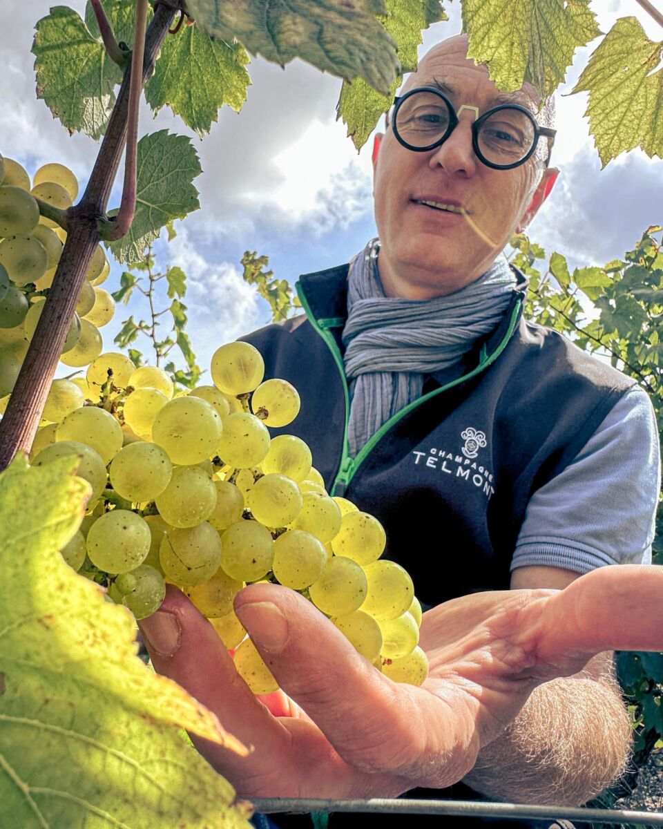 hombre recogiendo uvas