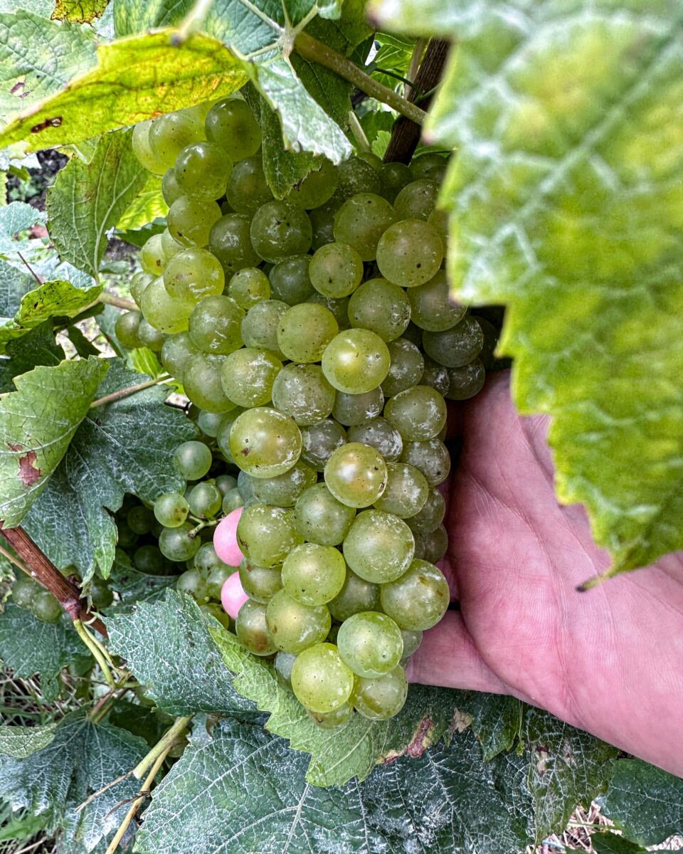 mano sosteniendo un gran racimo de uvas en una vid