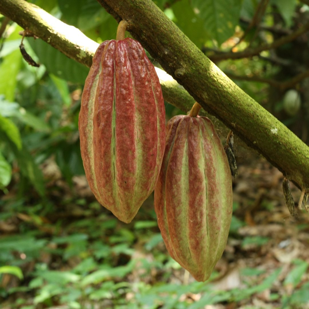 granos de cacao
