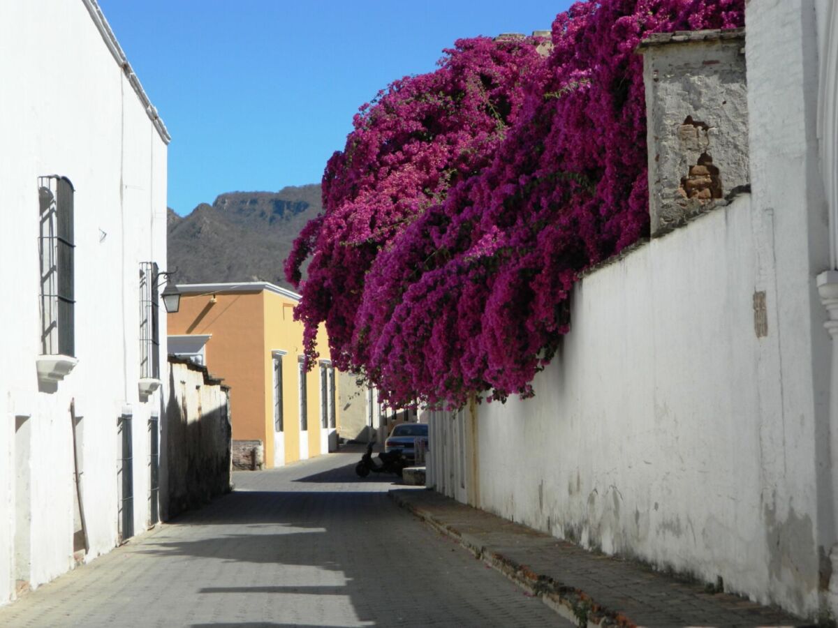 Casas blancas en álamos sonora