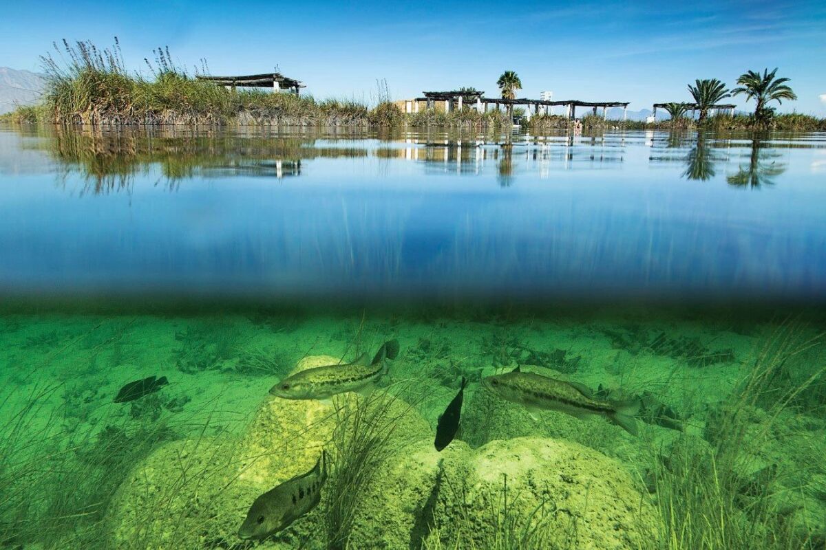 Río de Mezquite con peces abajo de día