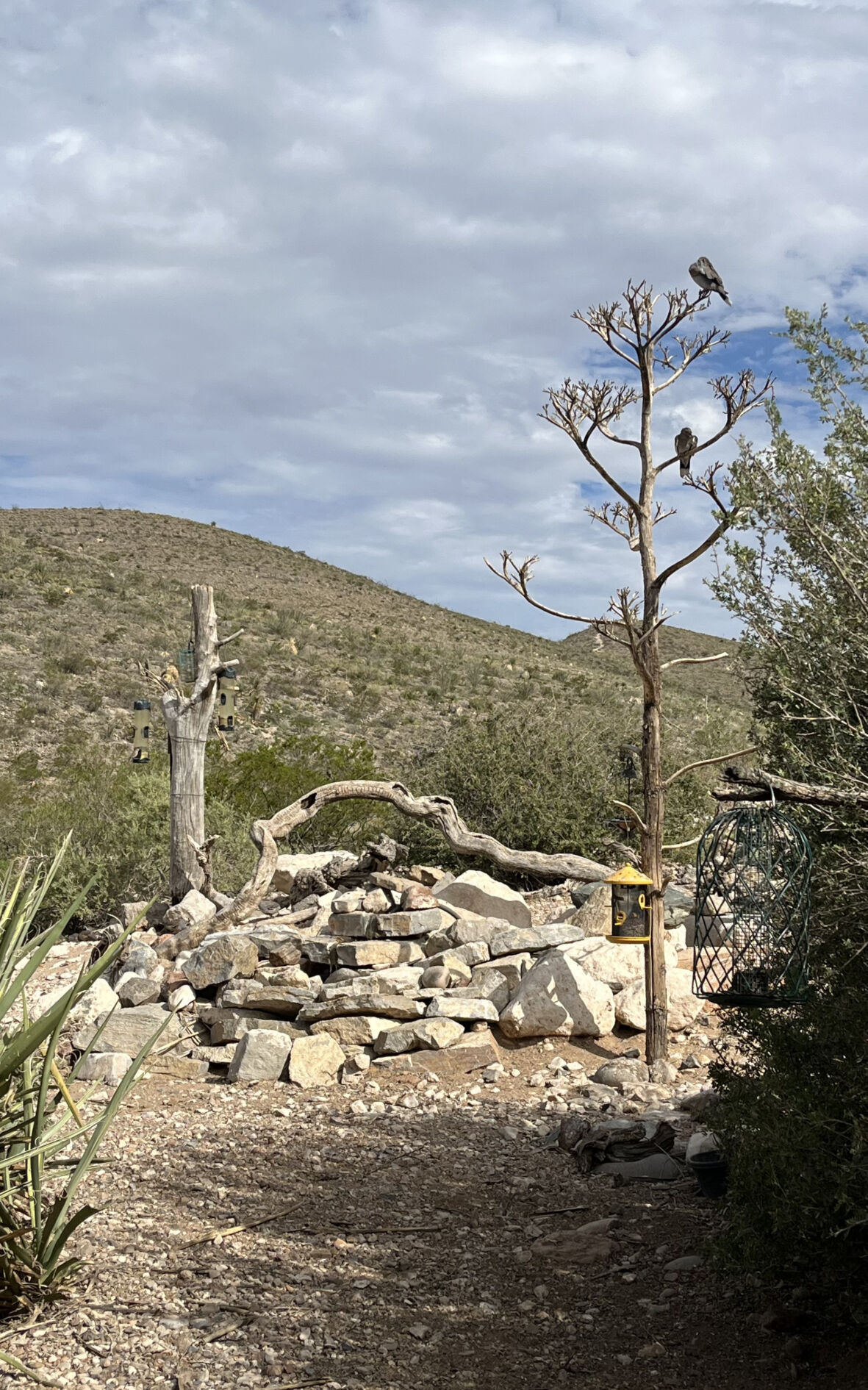 Obervatorio de aves en el Parque Nacional Franklin Mountains