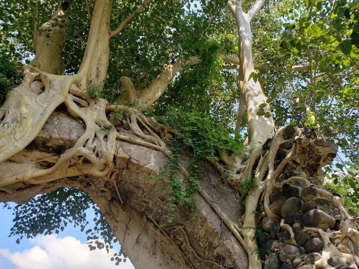 ramas de los árboles abrazando un muro de piedra 