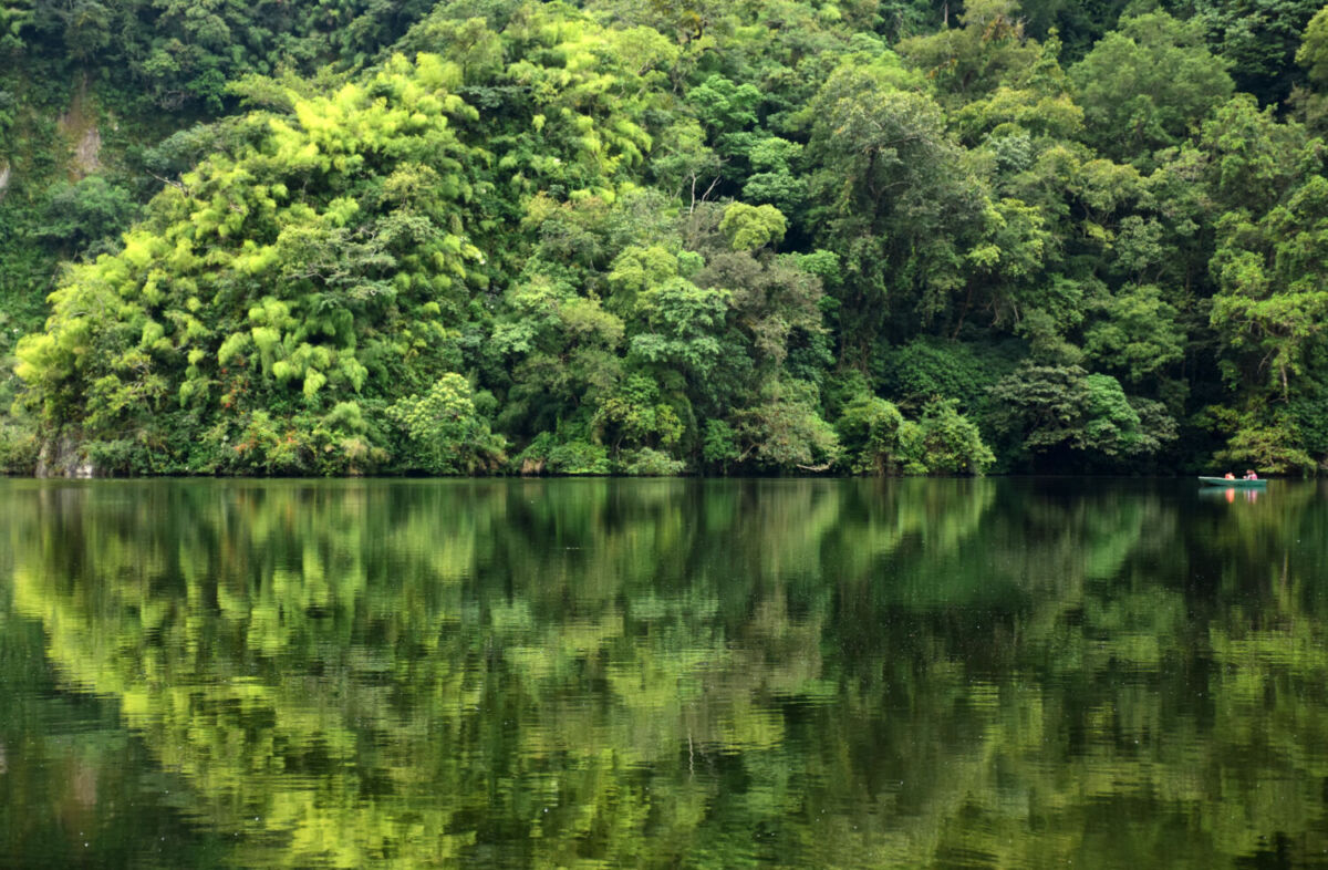 cuerpo de agua alrededor de bosques 