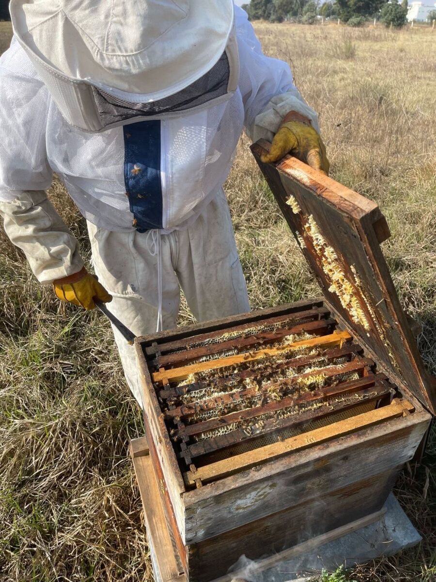 Productor de miel de Tepetlixpa