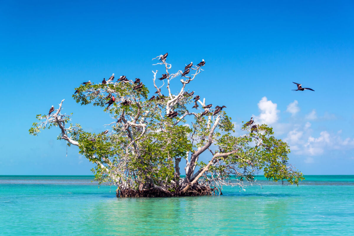 aves en un manglar en el mar turquesa