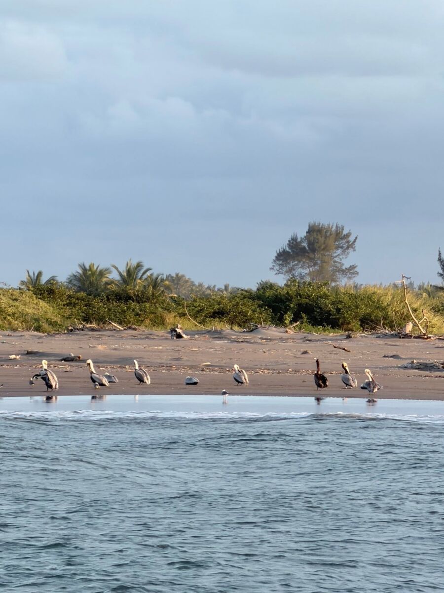 Avistamiento de aves en Playa Casitas, Veracruz 