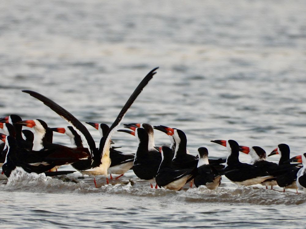 alistamiento de aves en la costa de Jalisco 