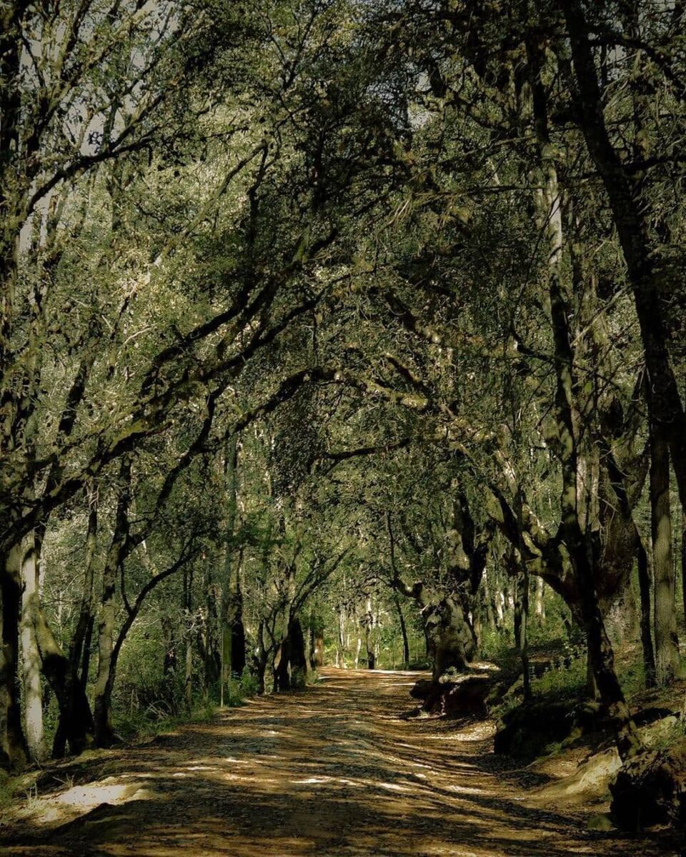bosque del hiloche en Real del Monte Hidalgo