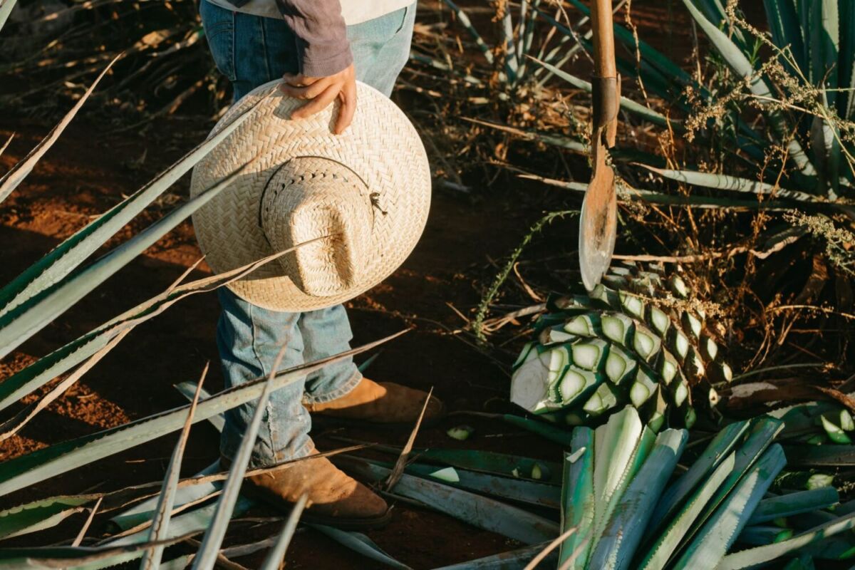 Planta de agave 