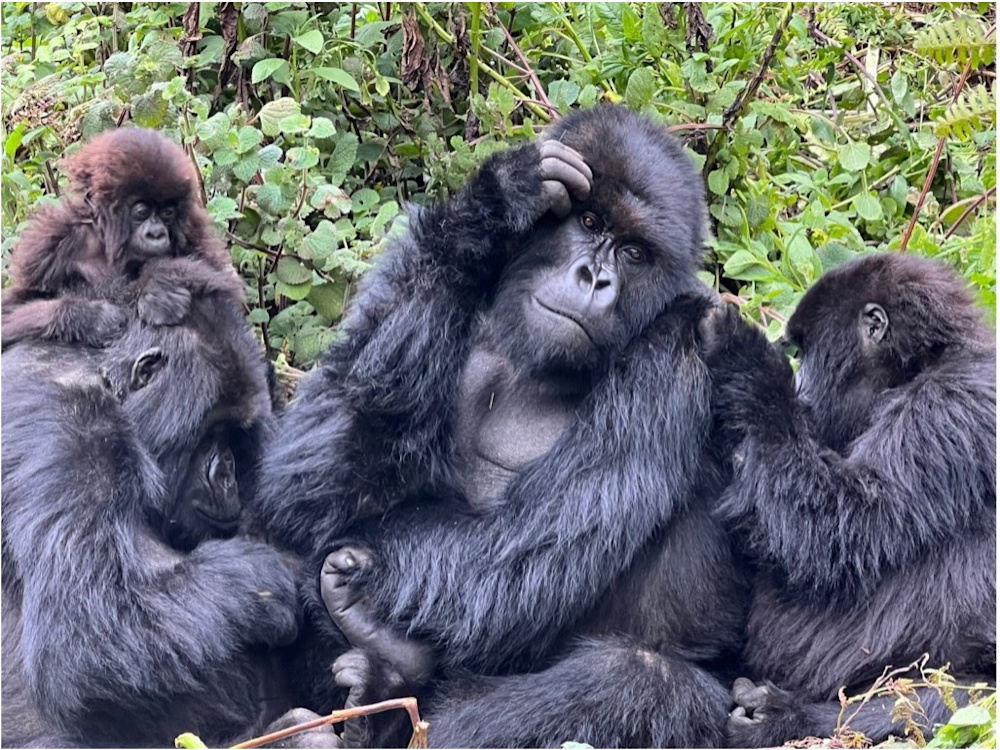 familia de gorilas