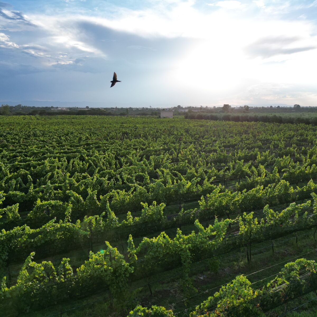 viñedo de Cuna de Tierra en Dolores Hidalgo
