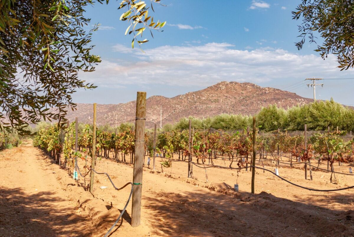 viñedo en Valle de Guadalupe con montaña al fondo