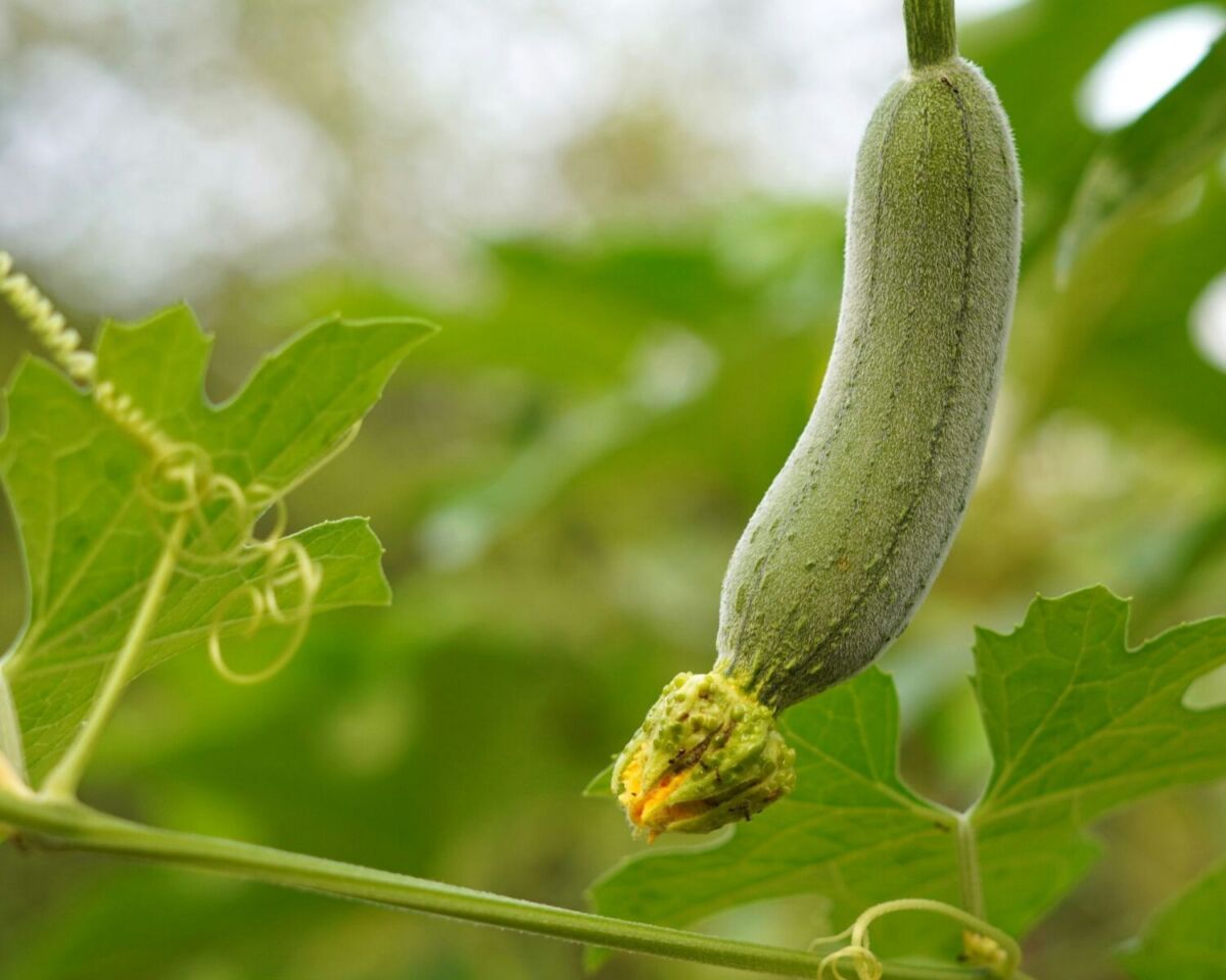 fruto de luffa