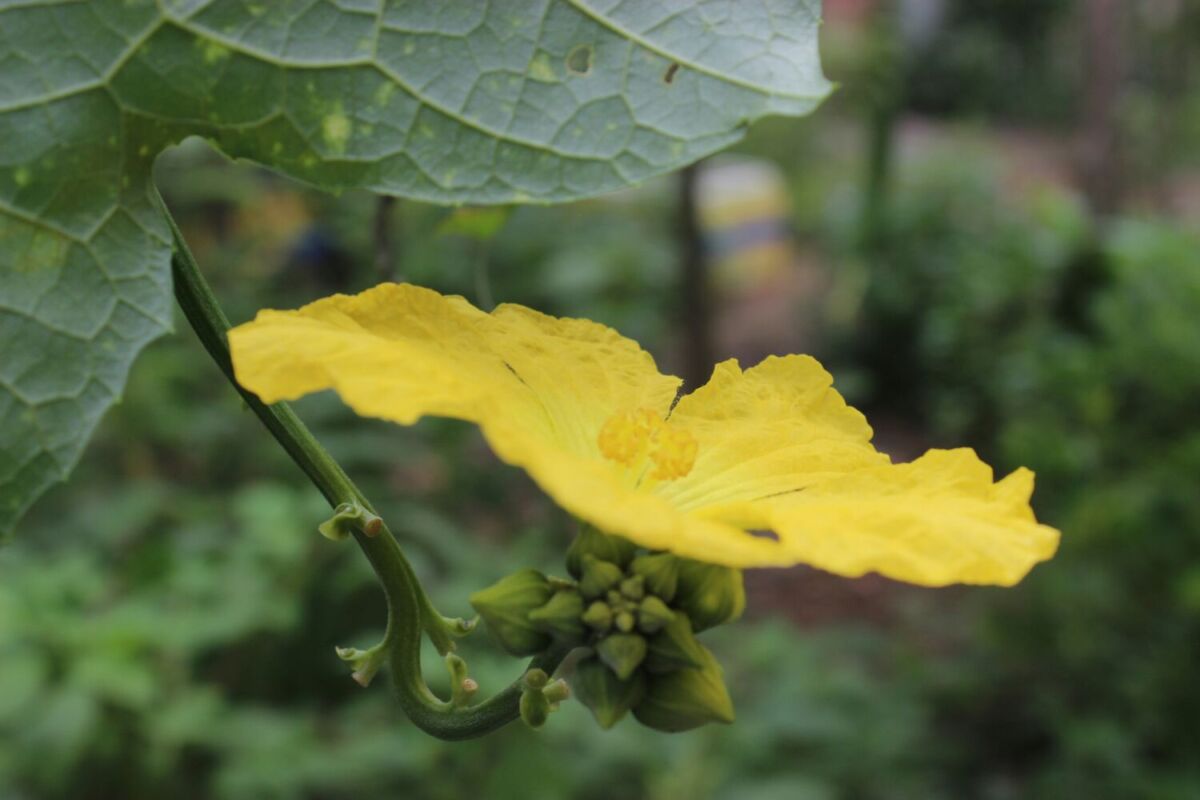 planta amarilla donde crece el fruto de luffa