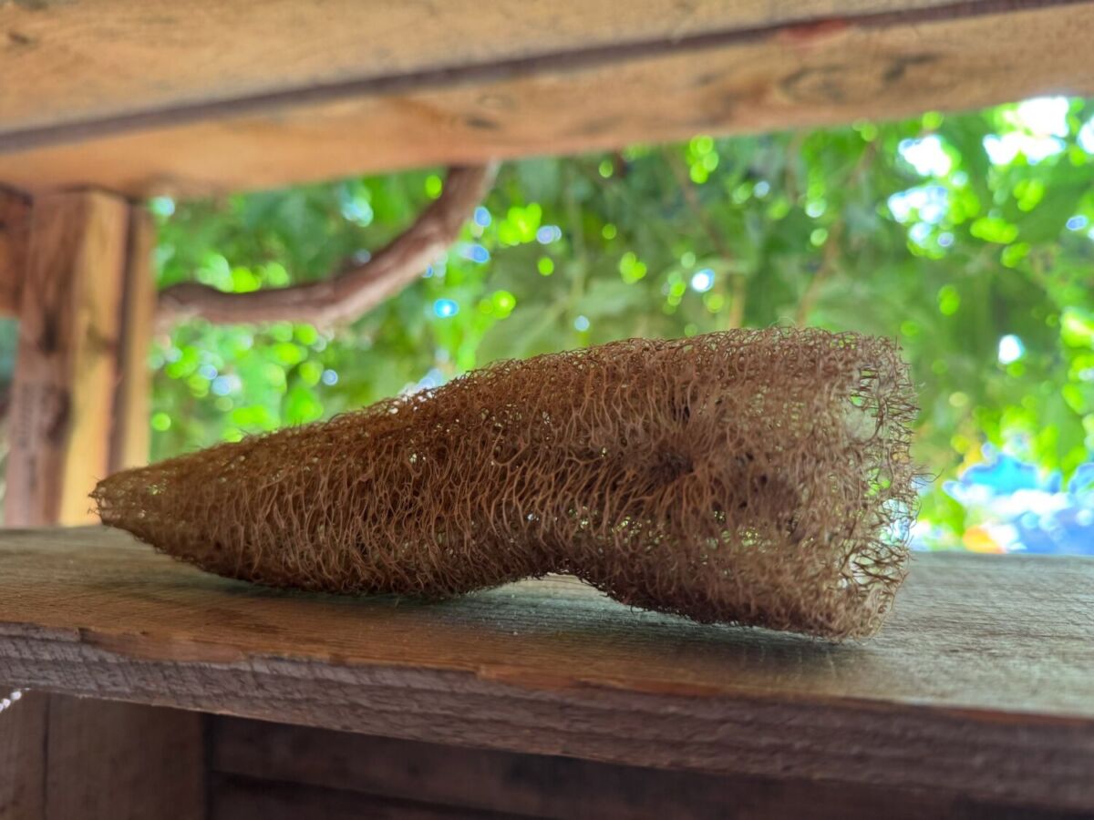 zacate de luffa