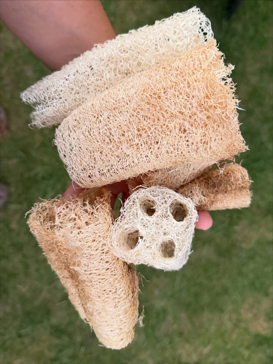zacate de luffa natural