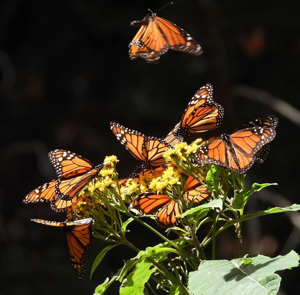 mariposa monarca