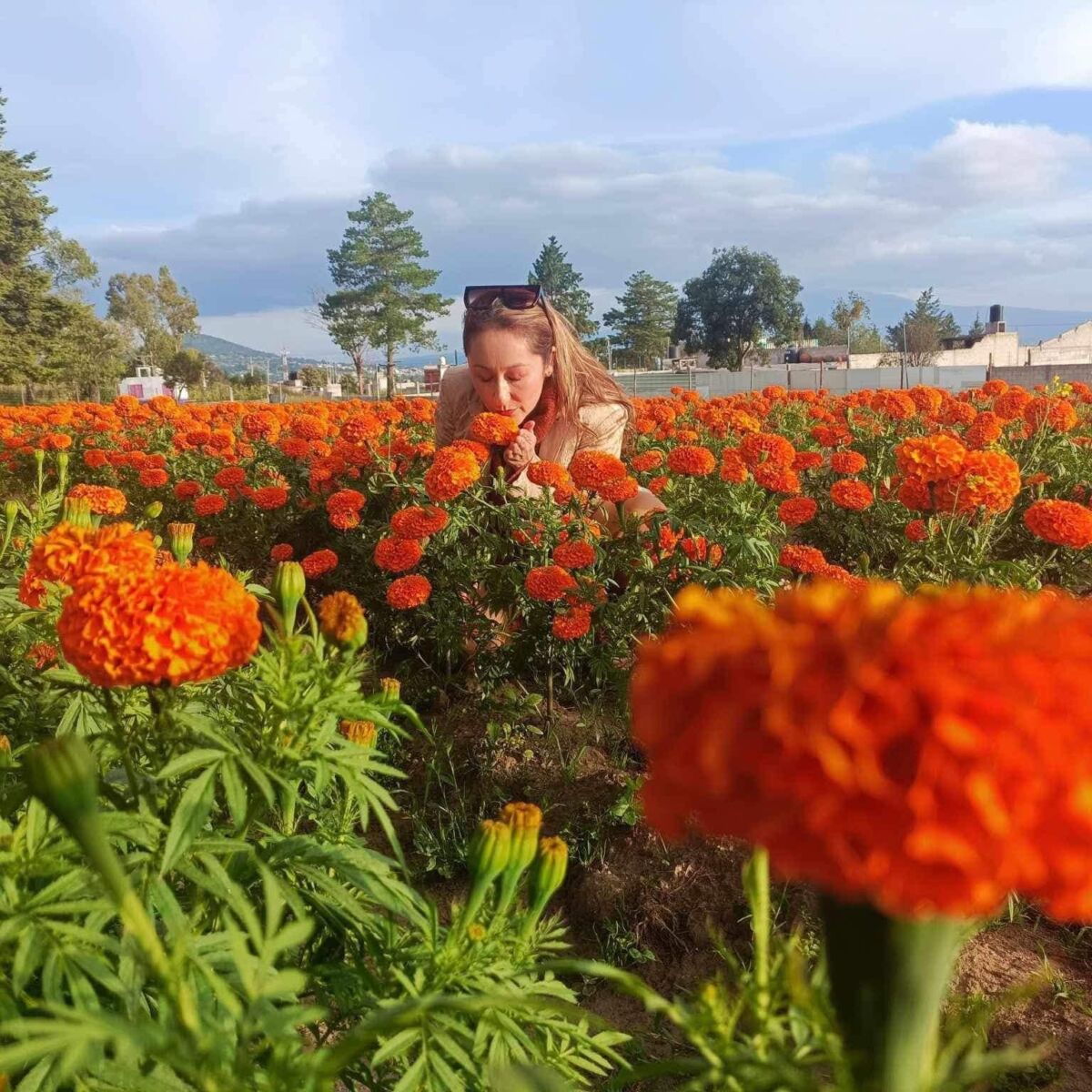 Campos de cempasúchil en Tlaxcala