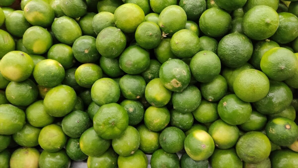 limón persa 