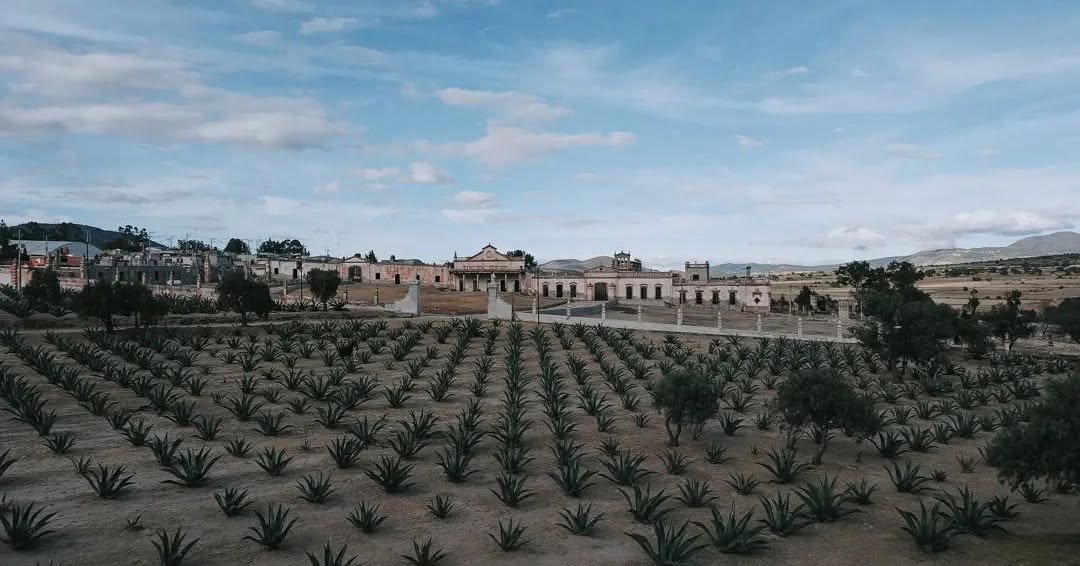 Campo de maguey en la Ex Hacienda San Antonio Ometusco