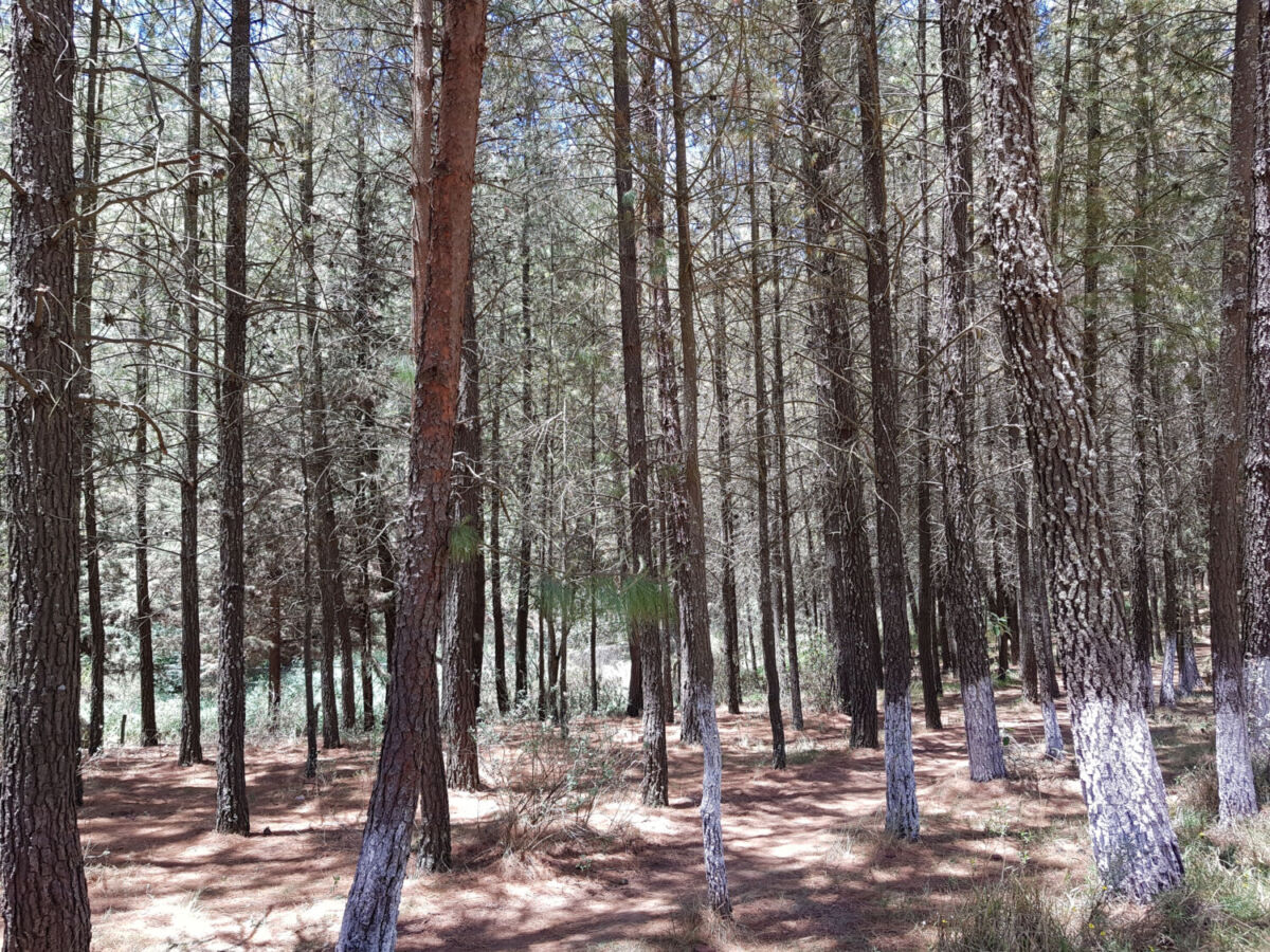 Árboles gigantes en el Parque el ocotal en el Estado de méxico 