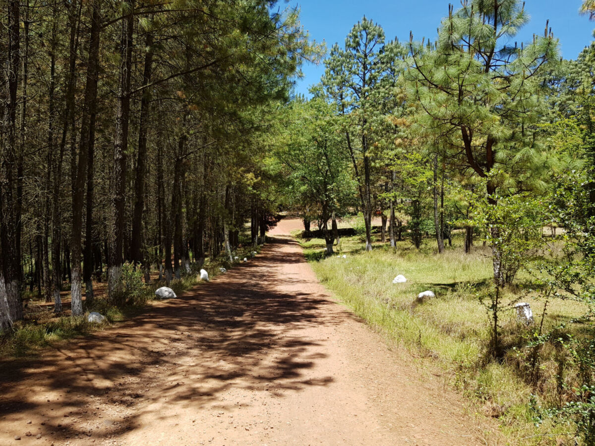 Senderos para caminar en el Parque El Ocotal 