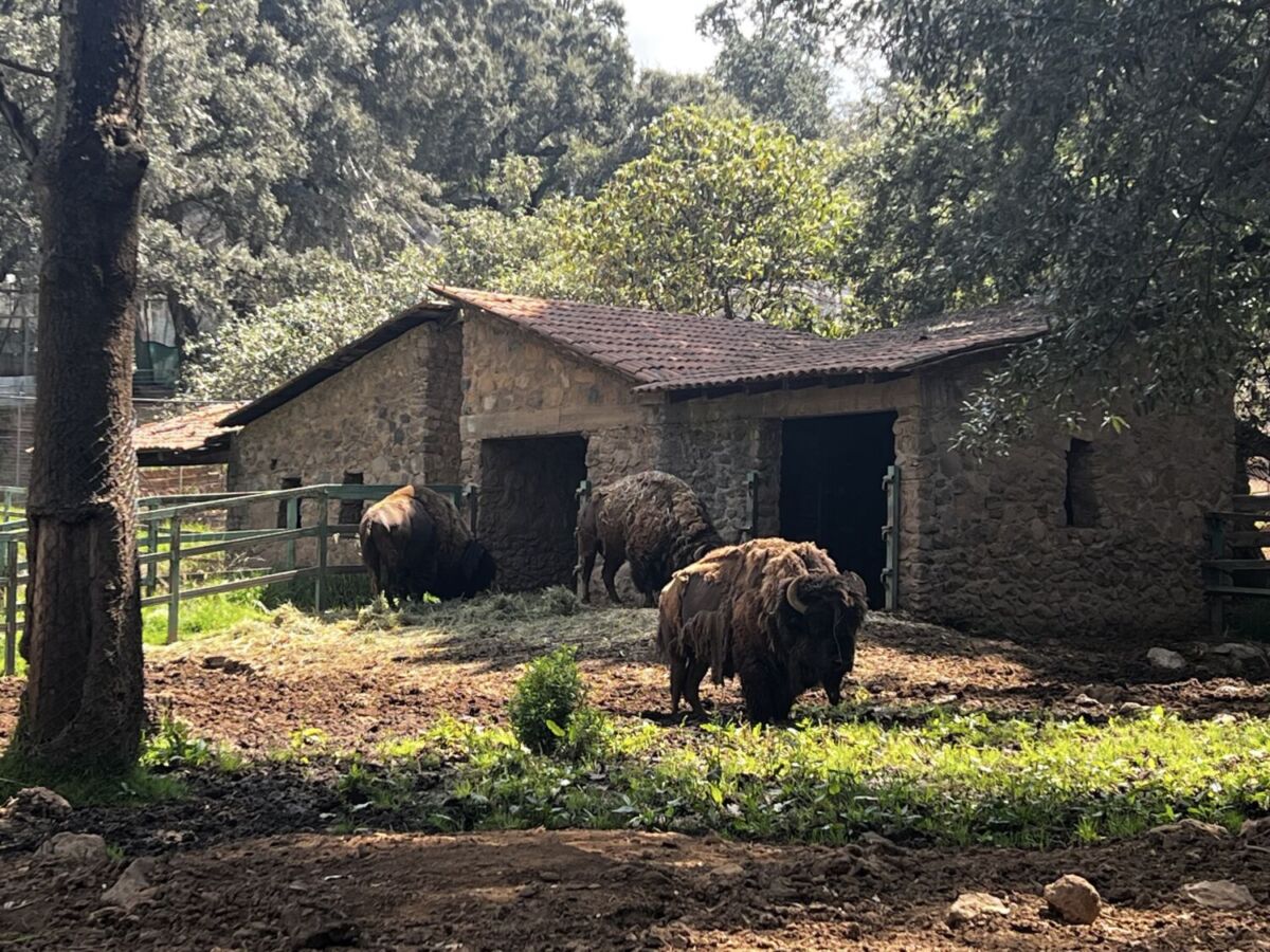 Dicen que ir a Finlandia sale carísimo, pero por $40 pesos yo me escapo a este bosque de árboles gigantes cerca de la CDMX