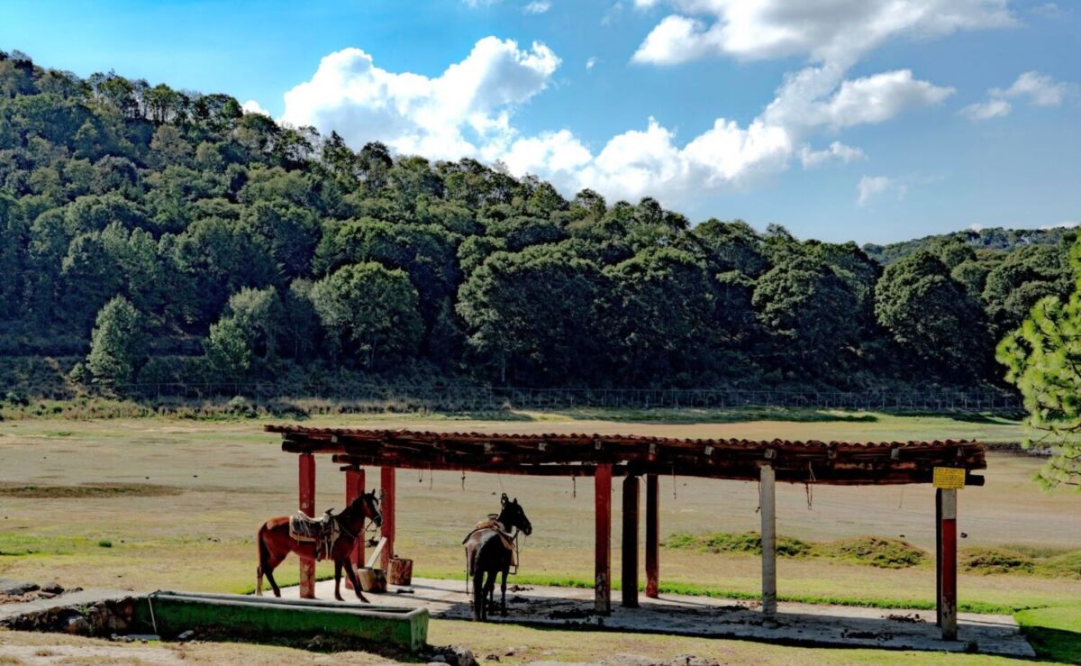 Caballitos en el Parque El Ocotal, Estado de México 