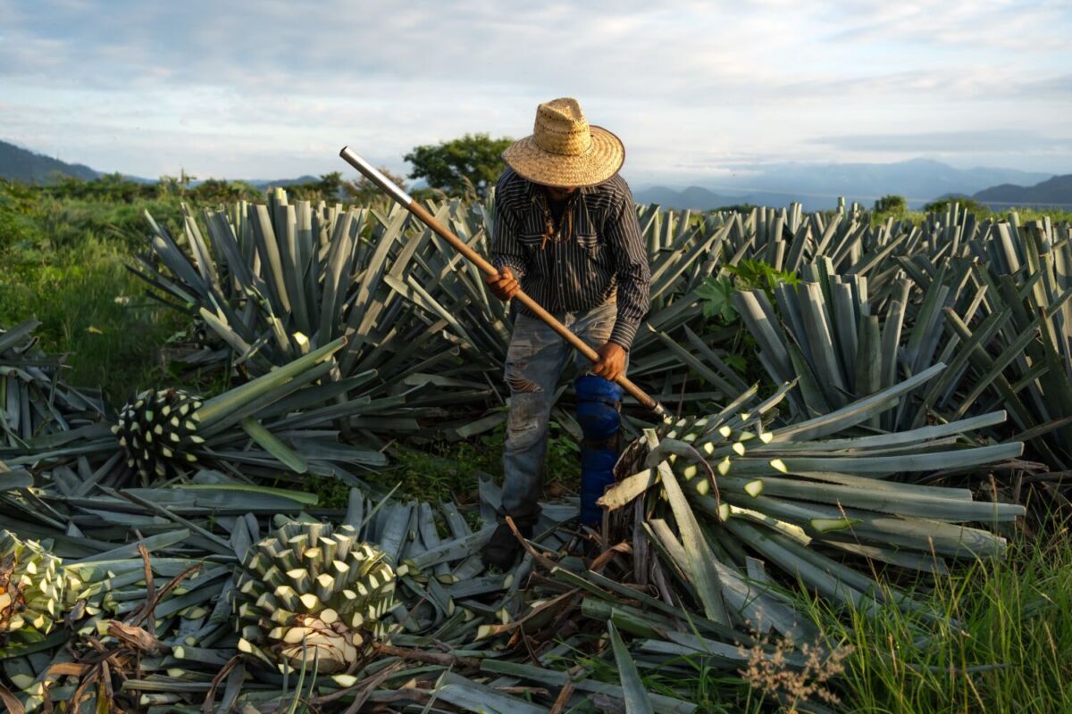 Jimador retirando la penca del agave 